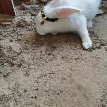 种兔养殖场