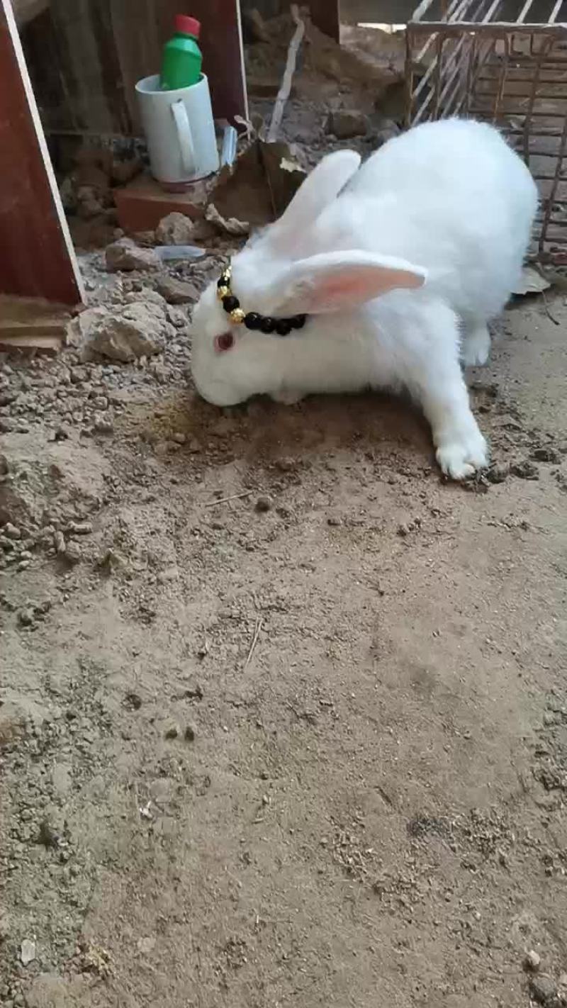 种兔养殖场
