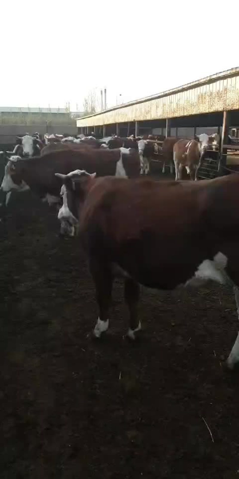西门塔尔肉牛犊，免费送货