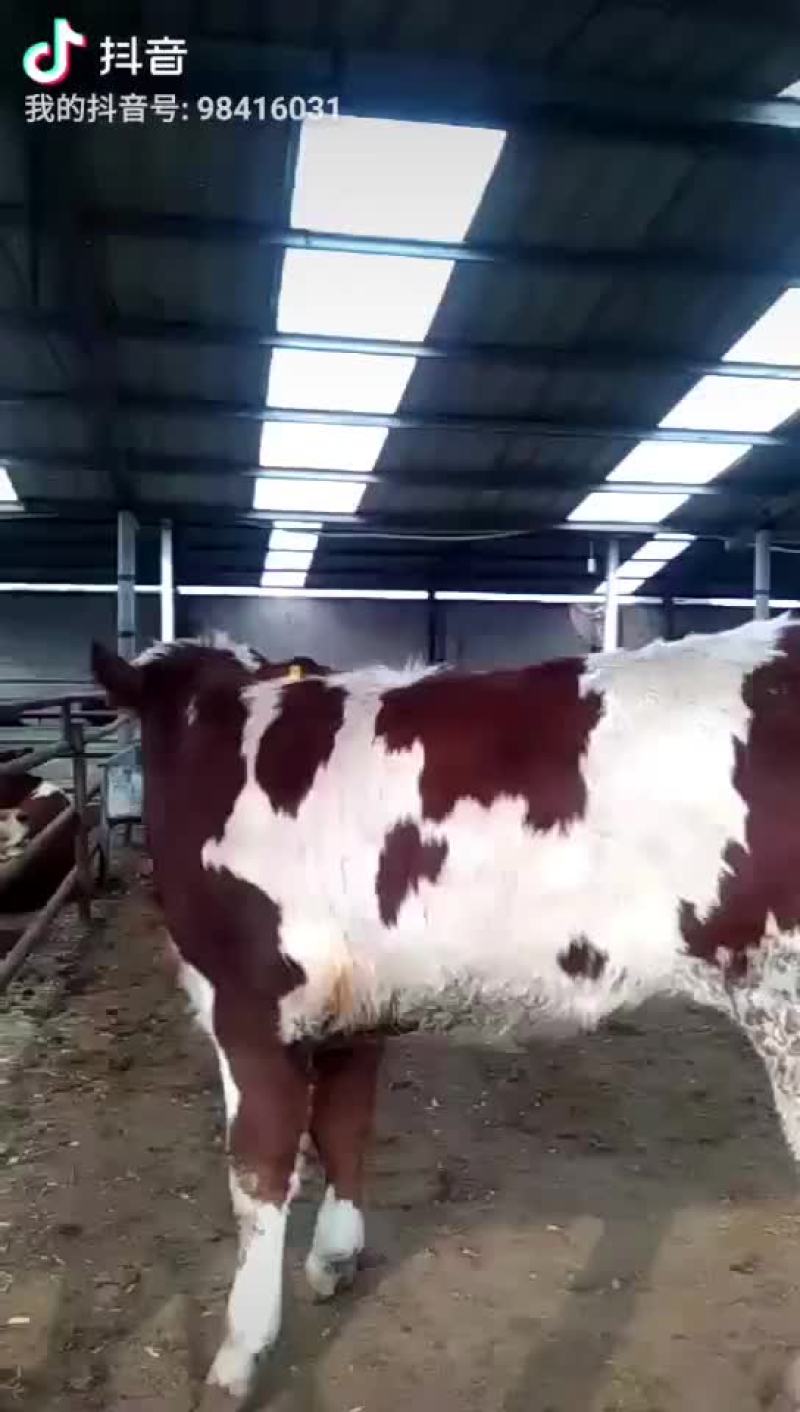 西门塔尔肉牛犊，免费送货