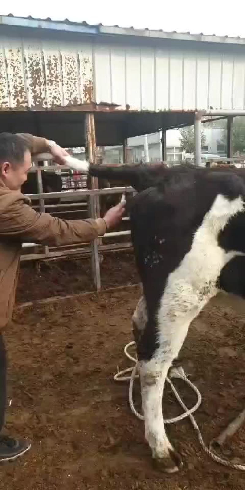 西门塔尔肉牛犊，免费送货