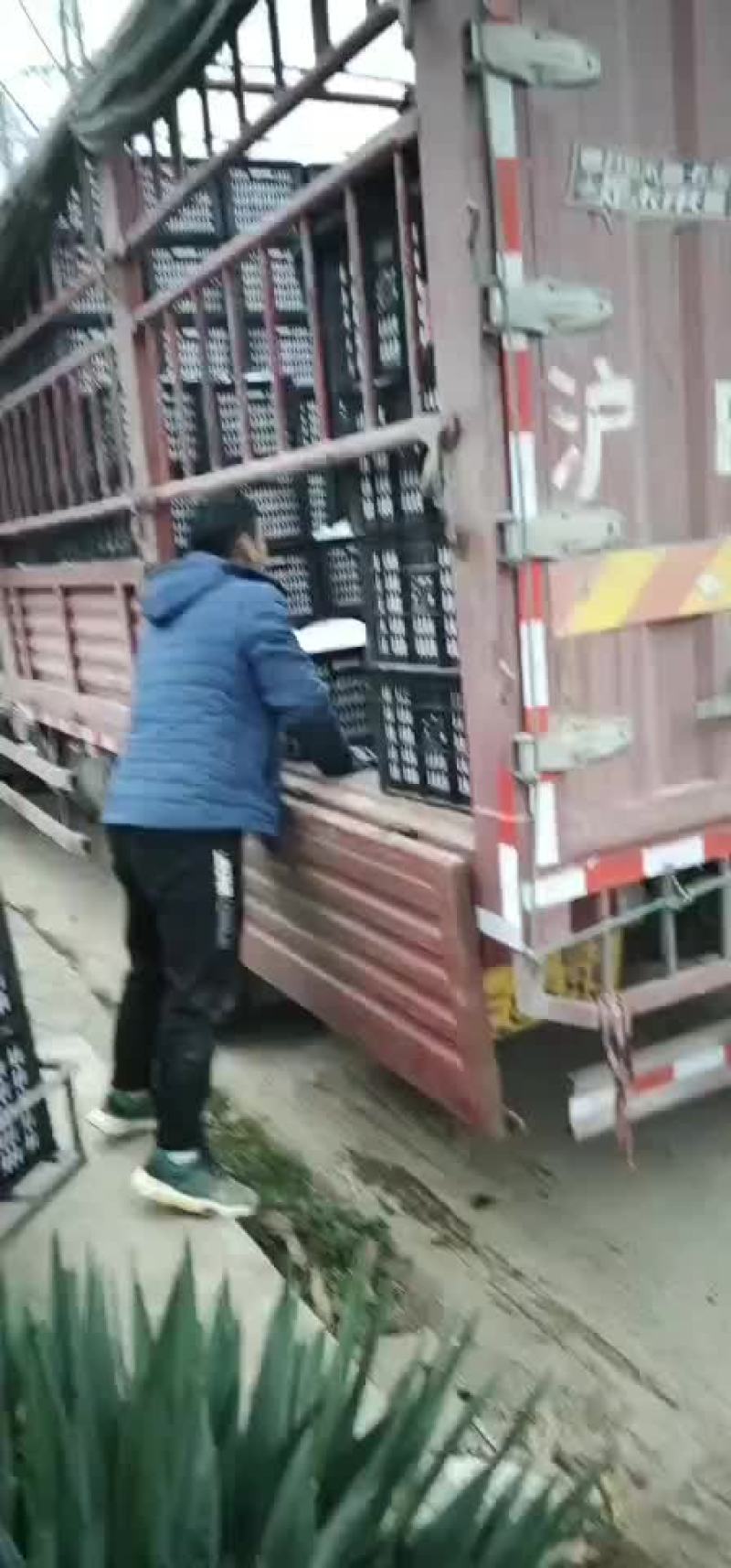 热销陕西礼泉！脆甜纸袋红富士苹果大量上市，有需要的联系