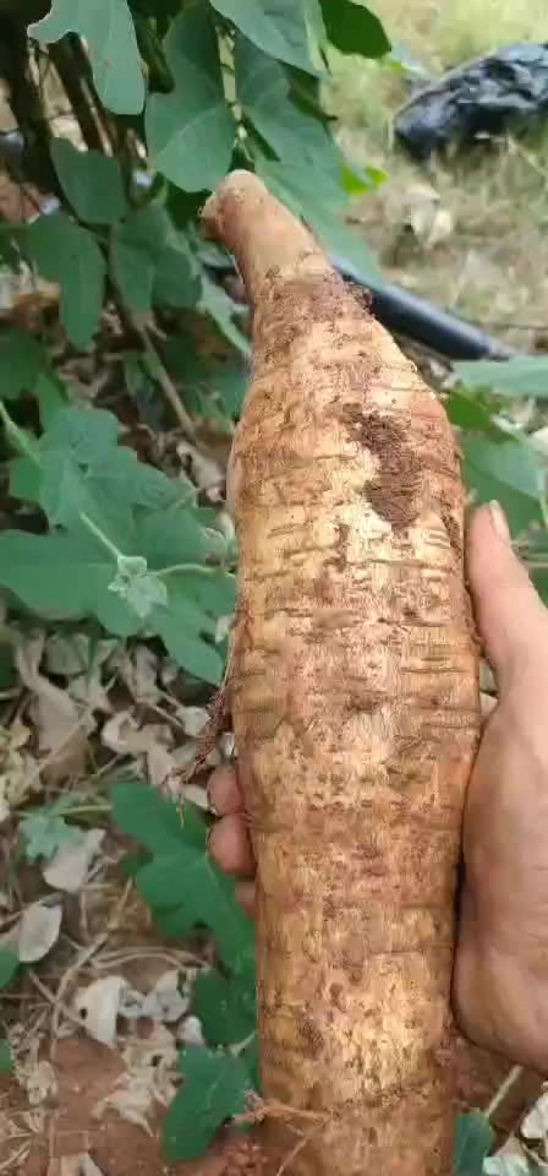 葛根