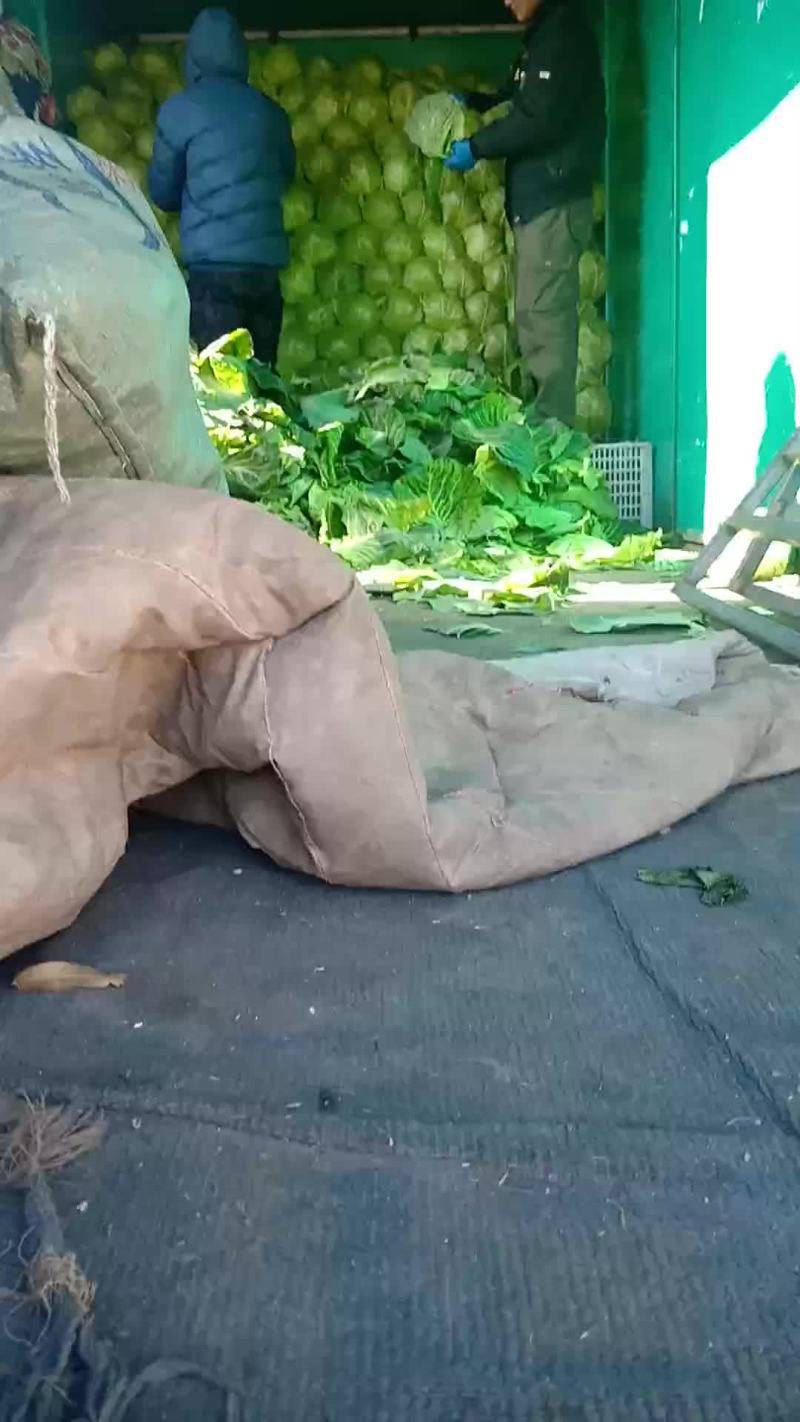 甘蓝8398