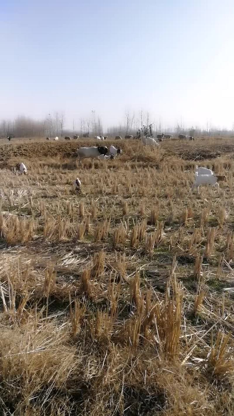 生态放养羊