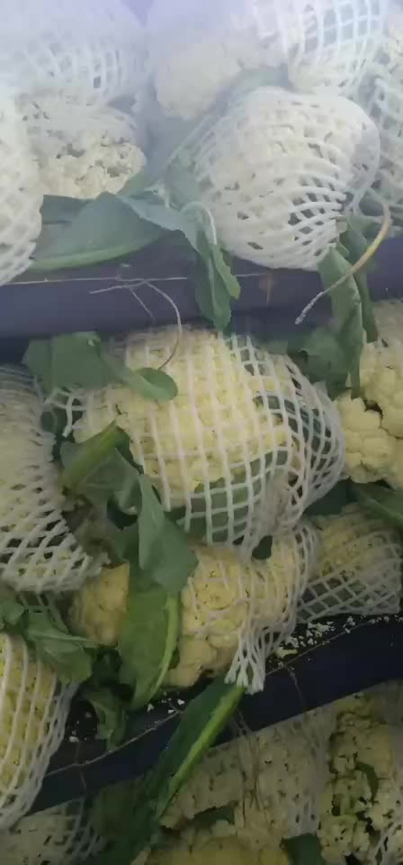 有机花菜