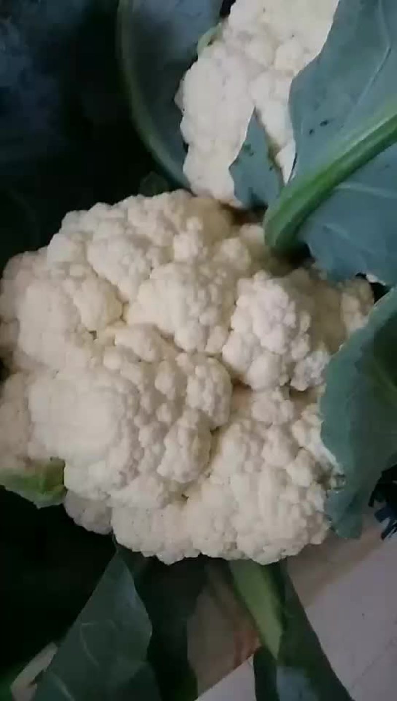 有机花菜