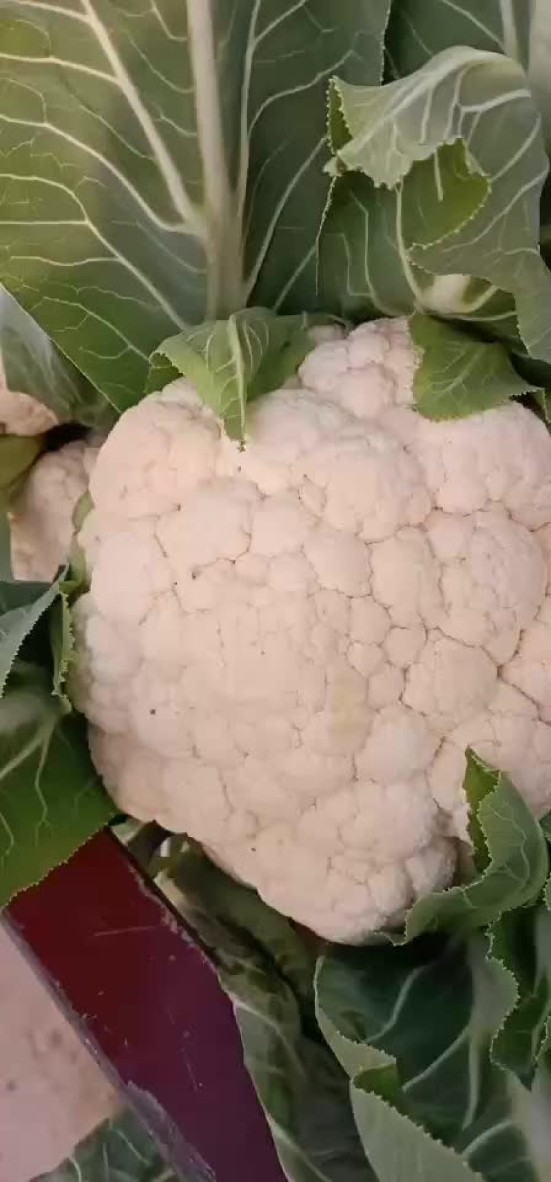 有机花菜