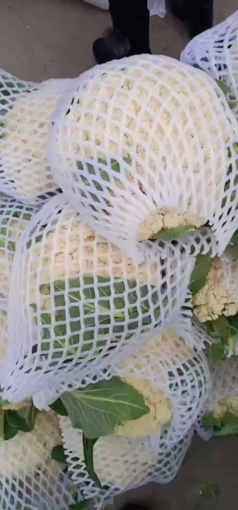 有机花菜