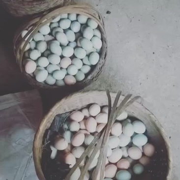 禽畜牧蛋肉