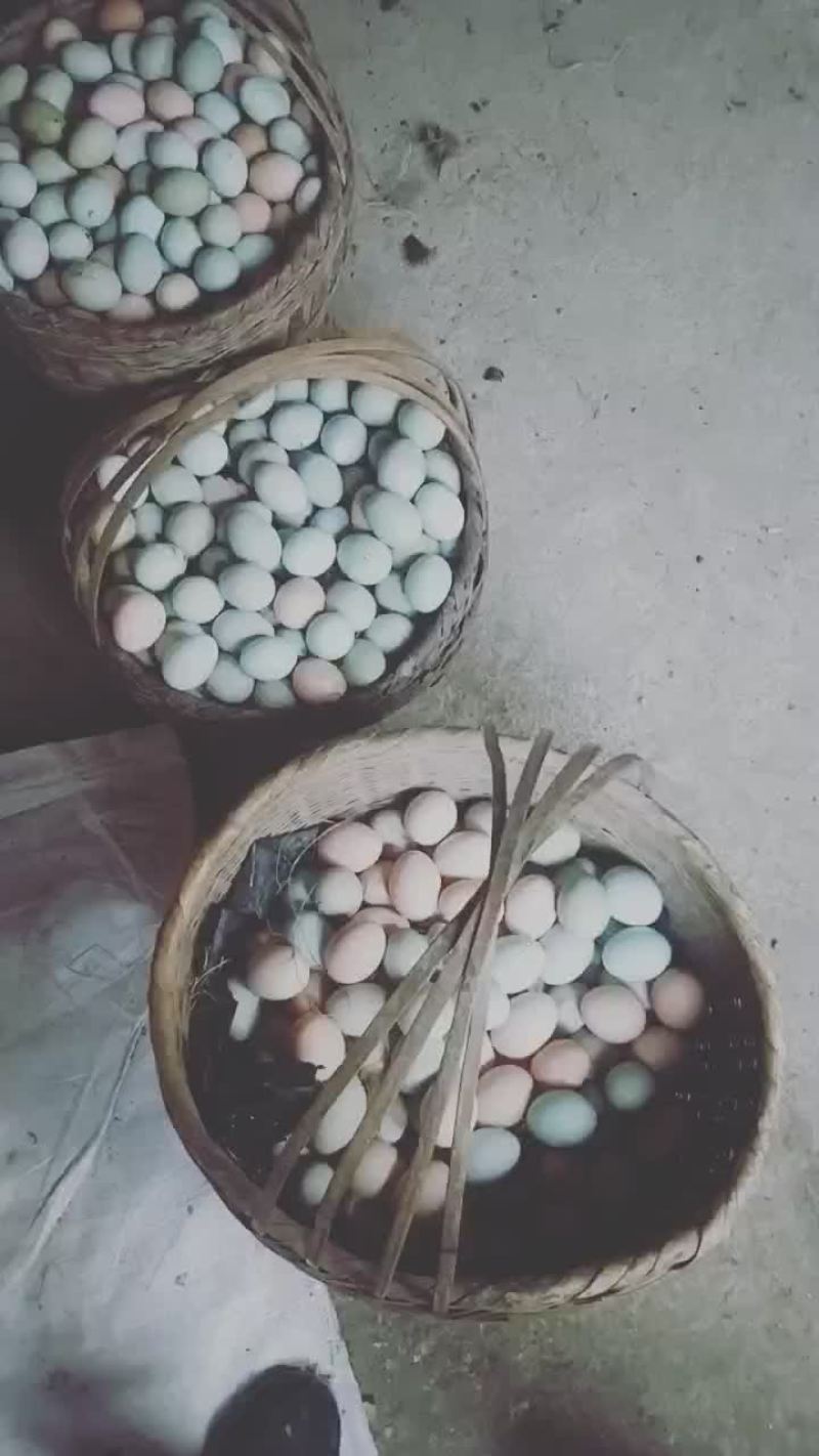 禽畜牧蛋肉