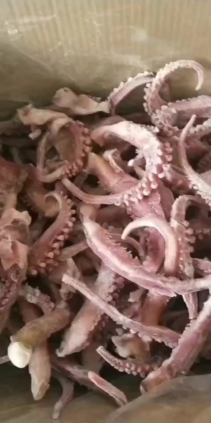 脆口章鱼须