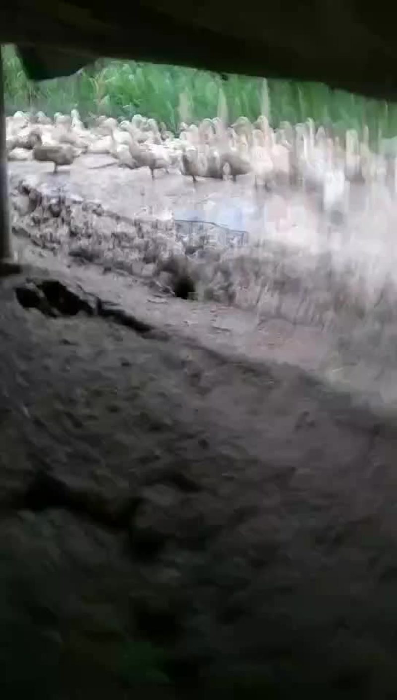 鸭蛋