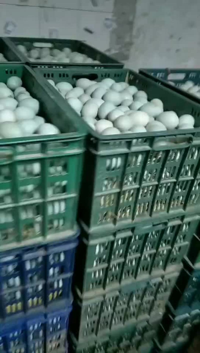 鸭蛋