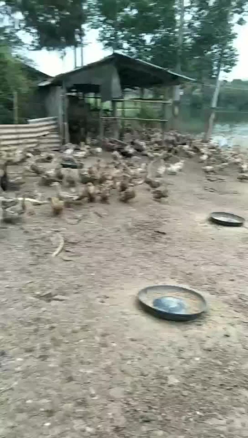 鸭蛋