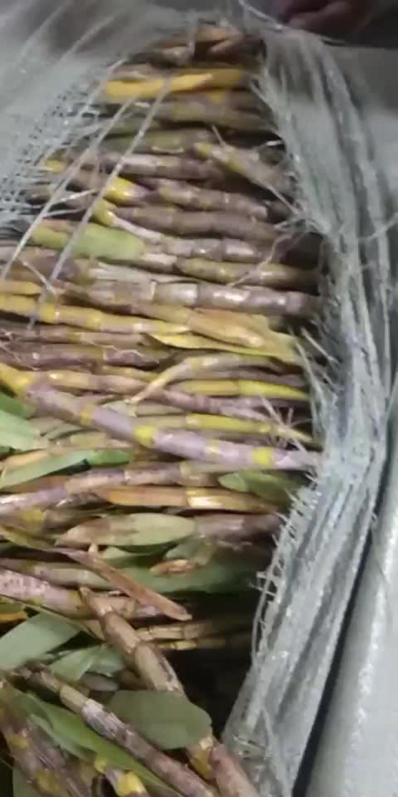 金钗石斛