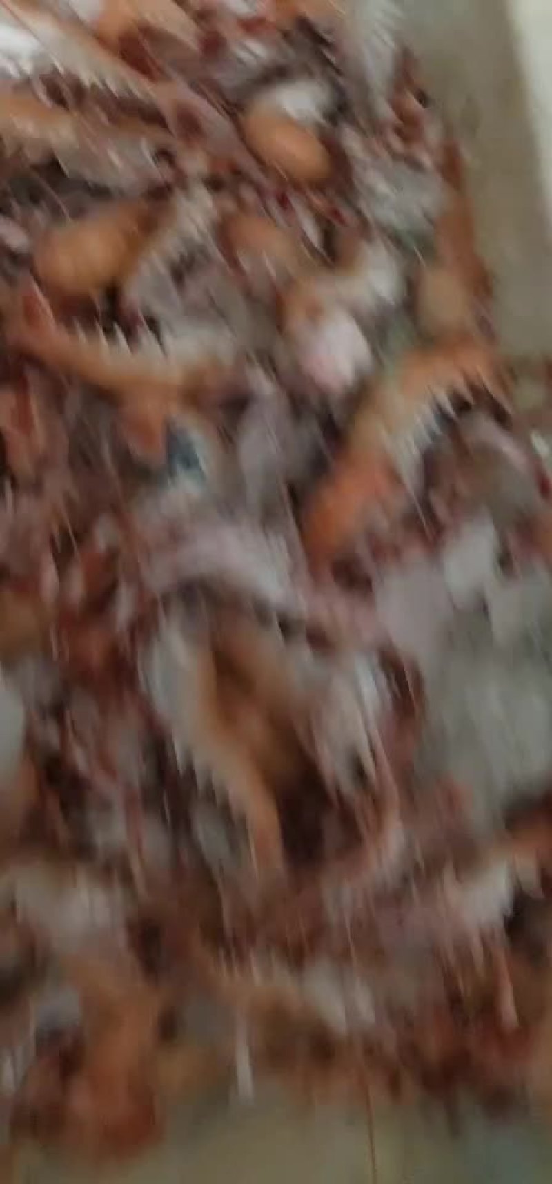海龙虾