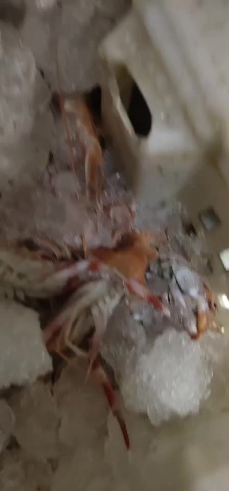 海龙虾
