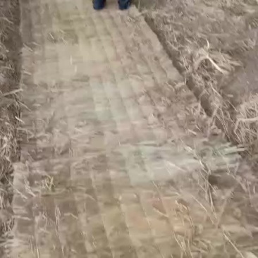 草帘子，产地河南濮阳范县，可视频看货，定做。