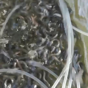 塘虱鱼苗，胡子鱼苗，塘角鱼苗