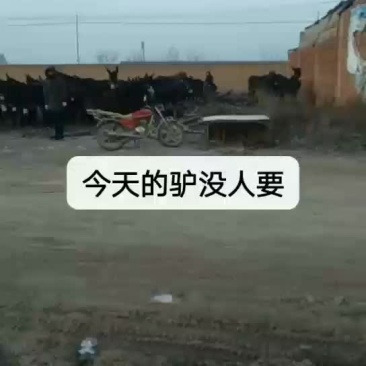 驴