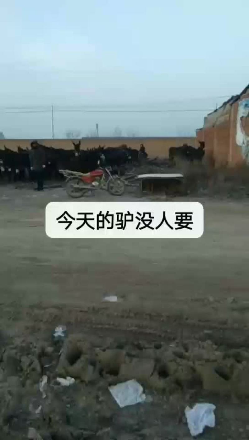 驴