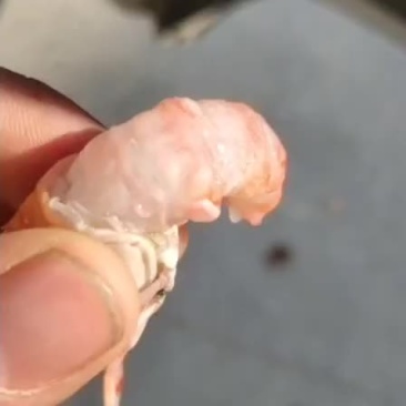 海龙虾