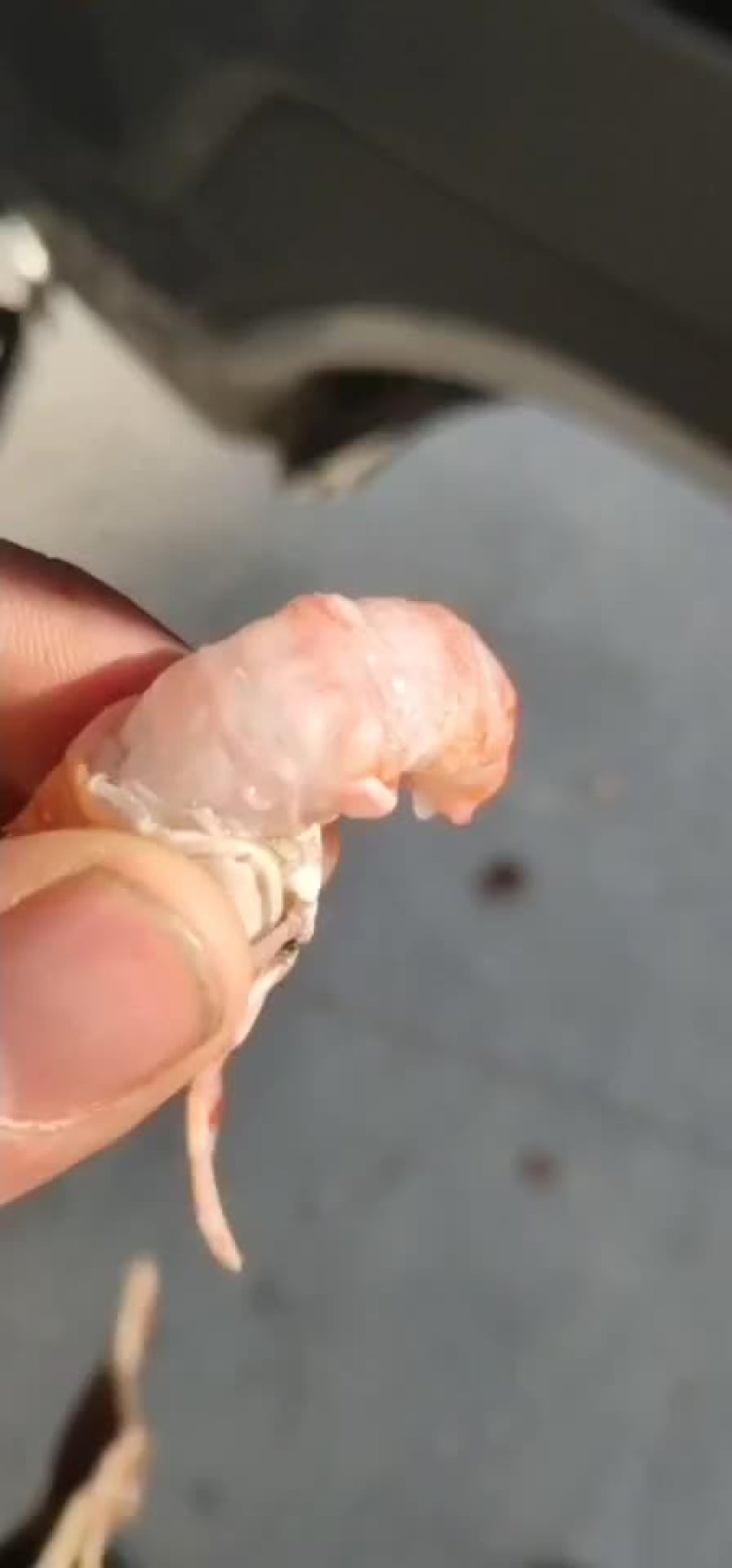 海龙虾
