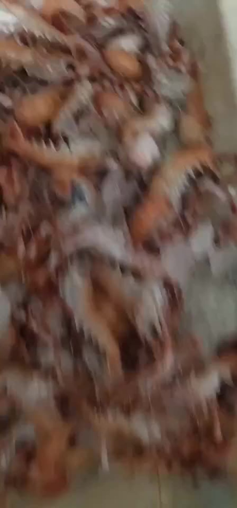 海龙虾