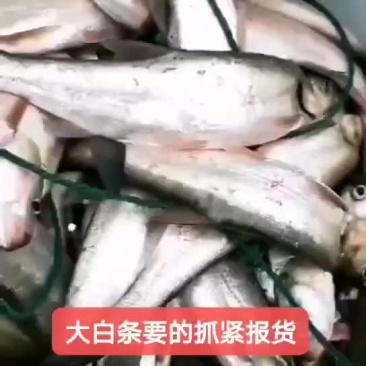 白条