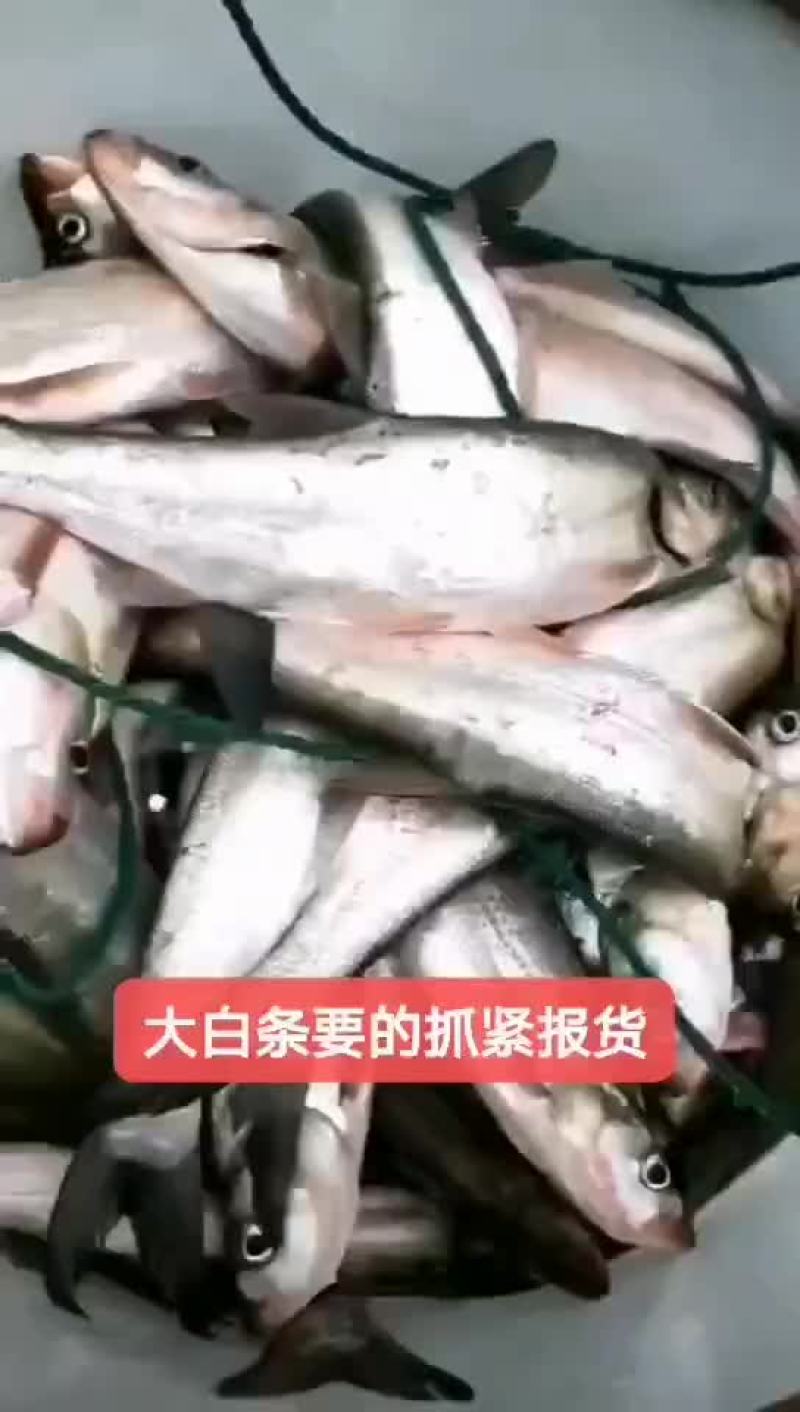 白条