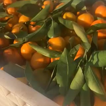 小叶贡桔