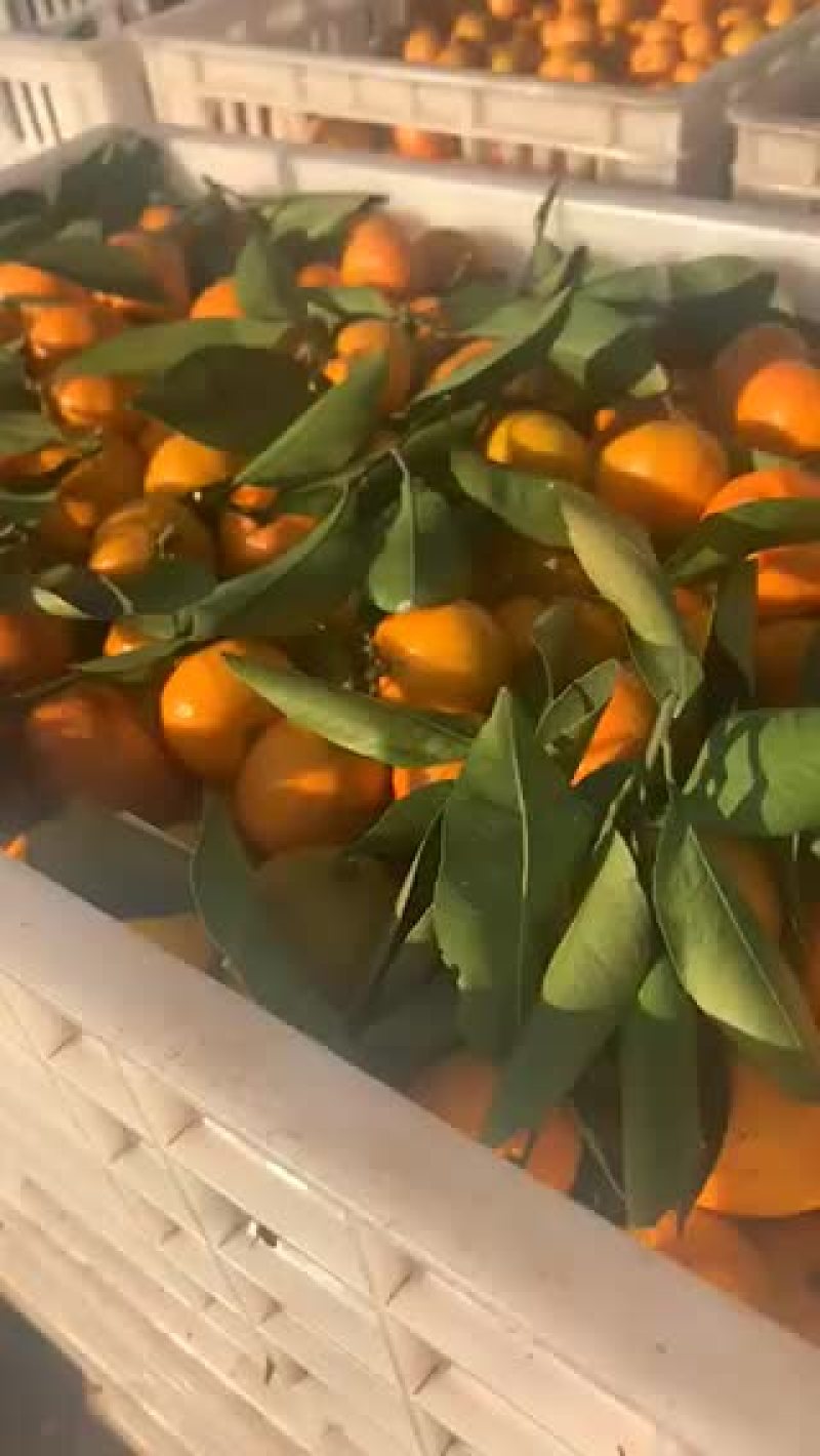 小叶贡桔