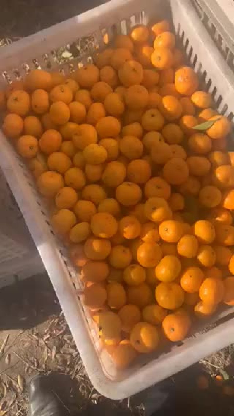 小叶贡桔