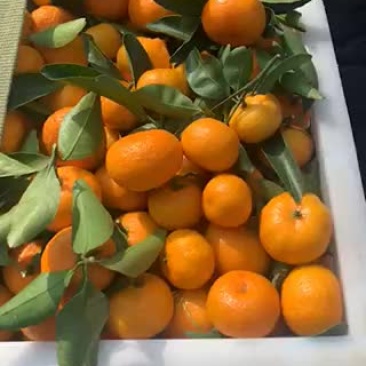 南丰蜜橘