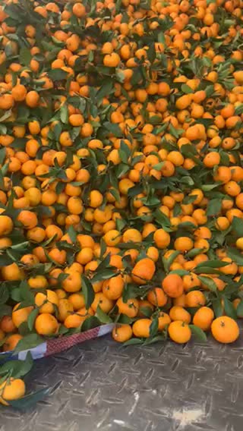 南丰蜜橘