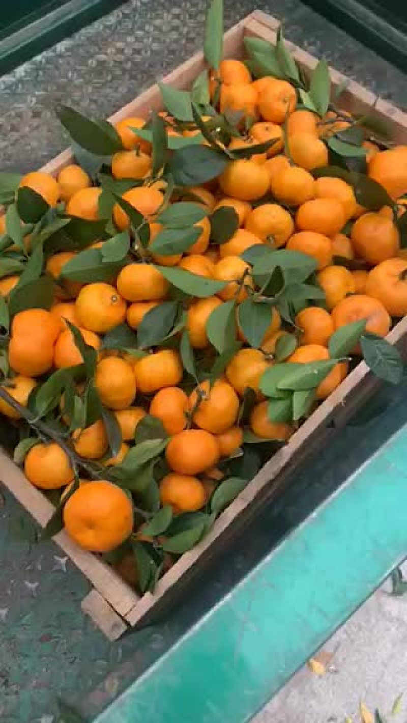 南丰蜜橘