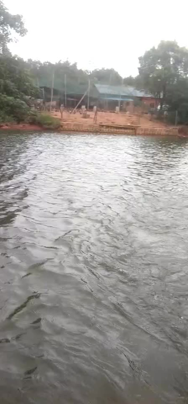 水库，小型水库，养鸭、可以投料