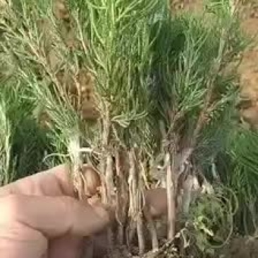龙柏嫁接小苗工程苗供应