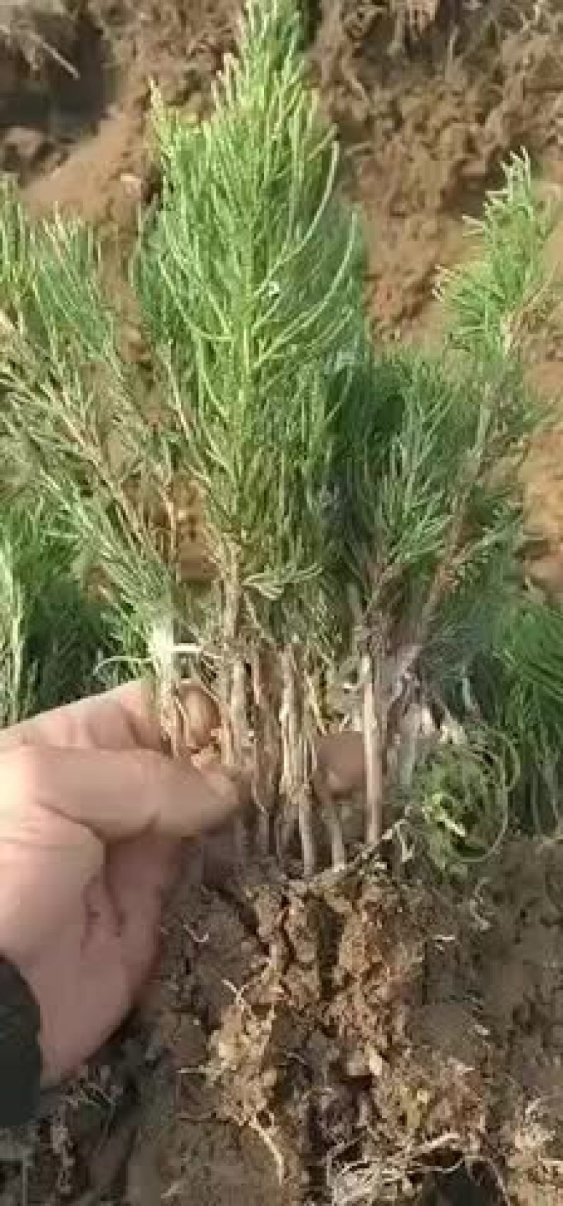 龙柏嫁接小苗工程苗供应