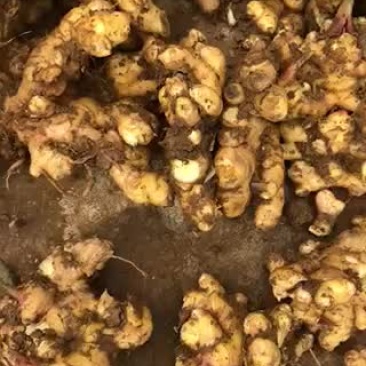 生姜