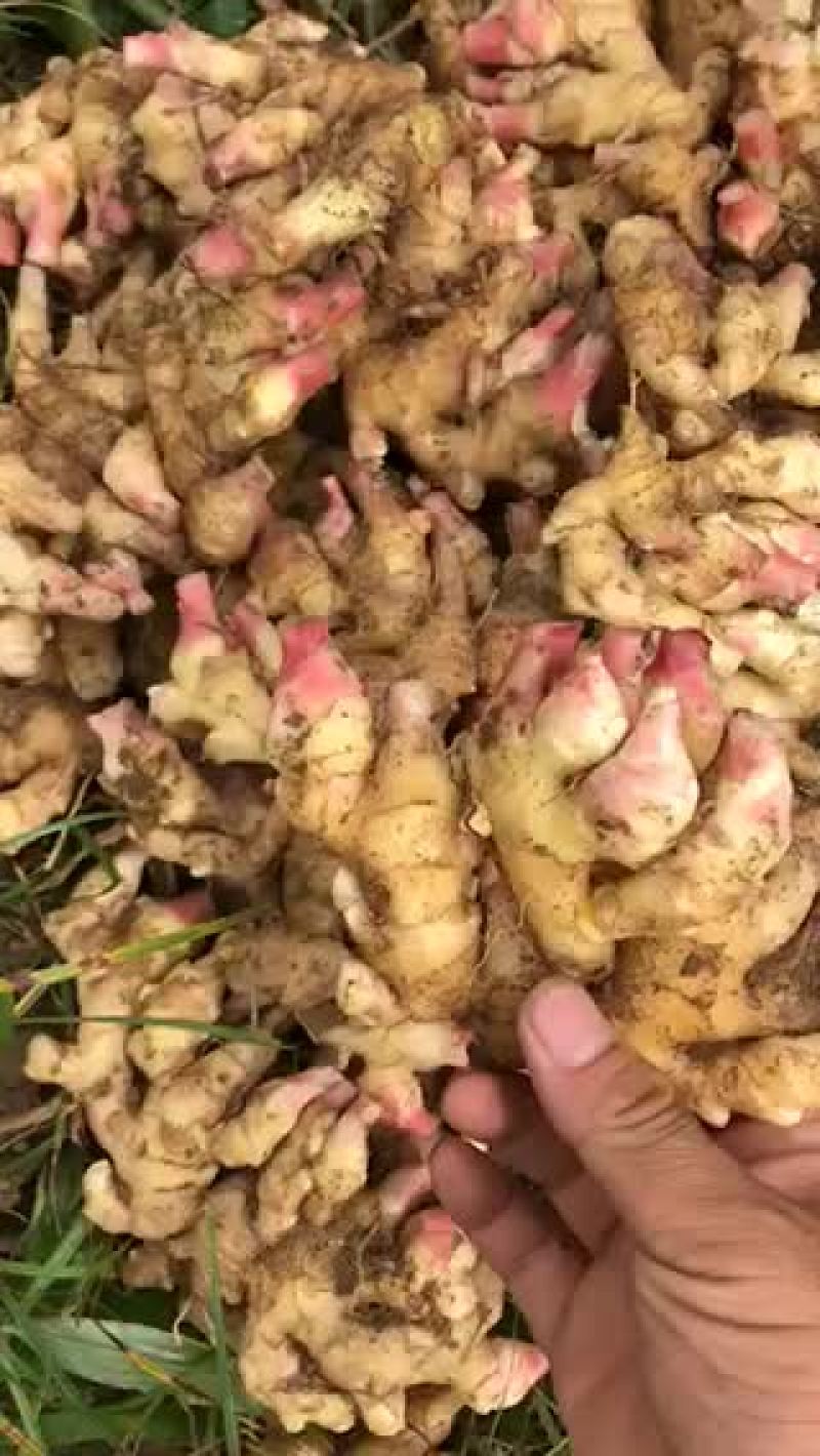 生姜