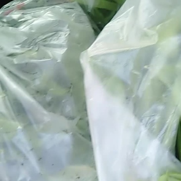 商河县芸豆。