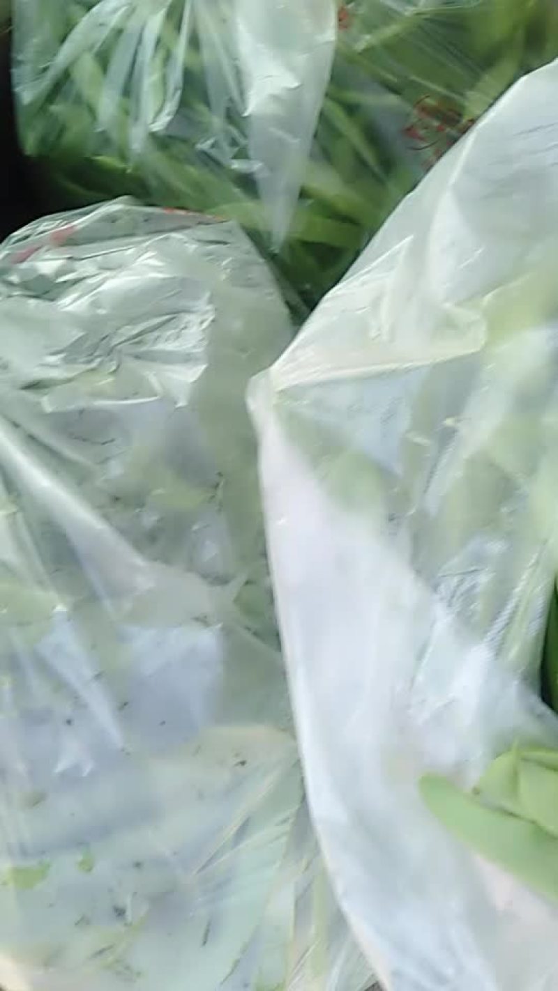 商河县芸豆。