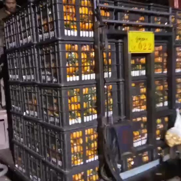 沃柑大卖