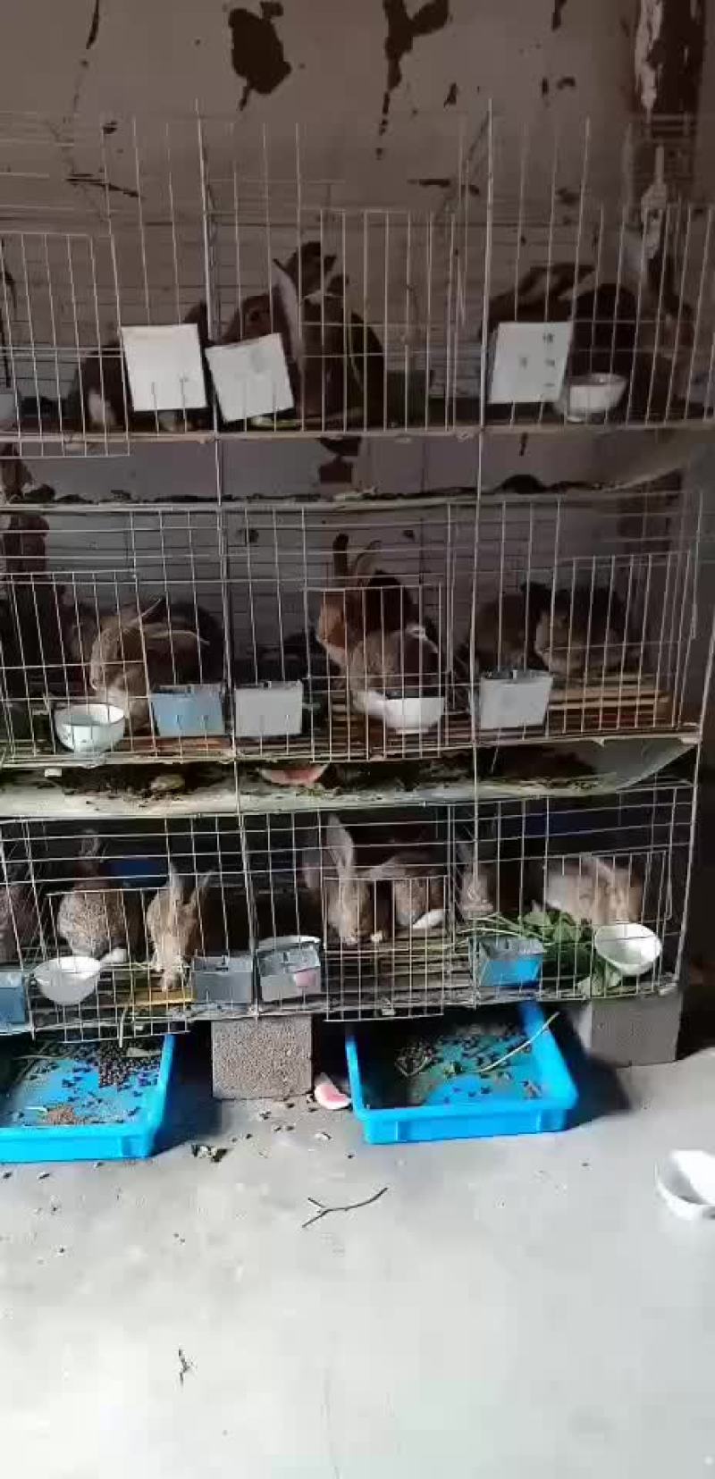 比利时种兔