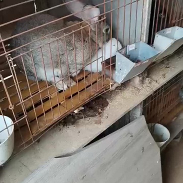 比利时种兔