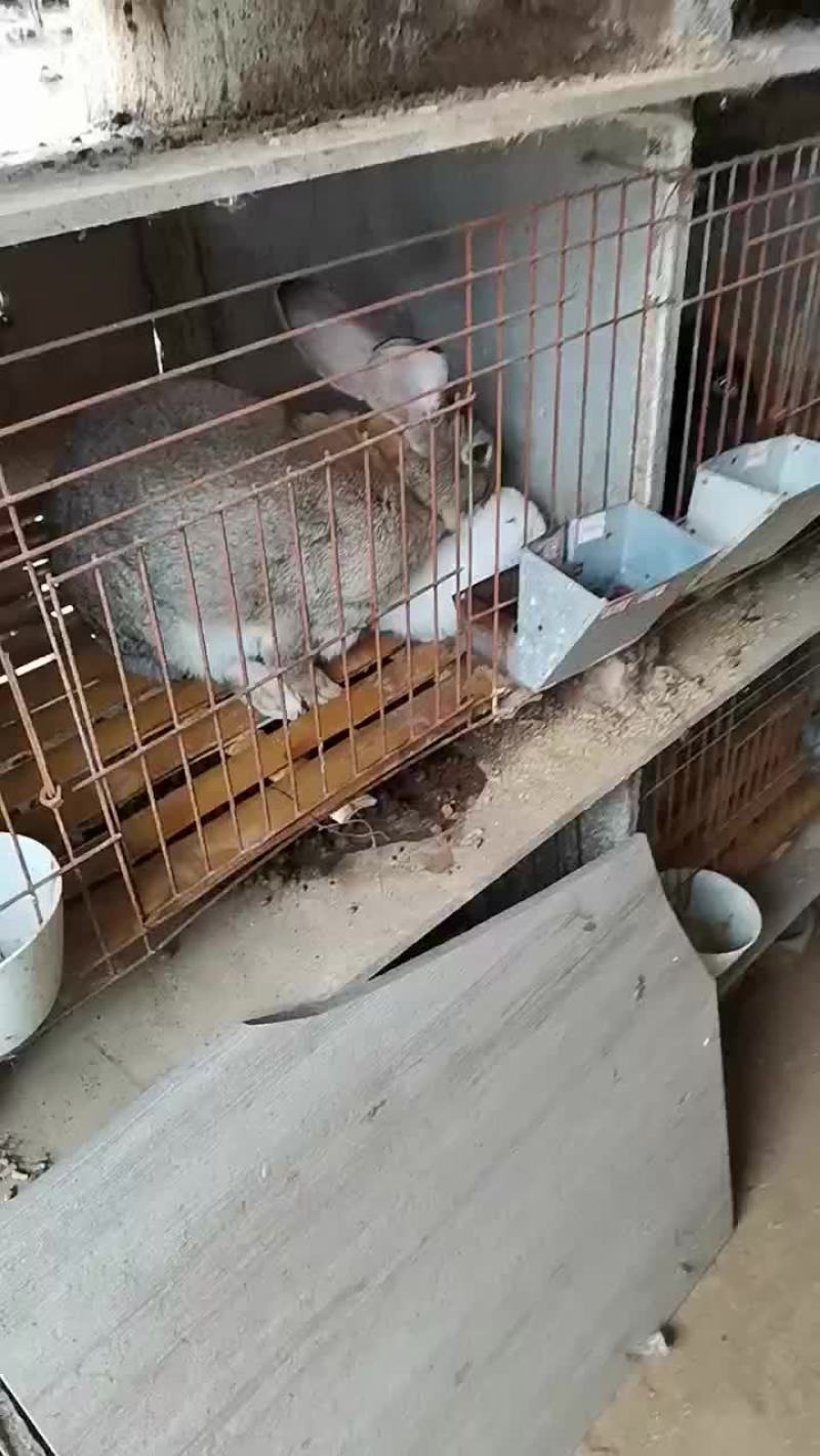 比利时种兔