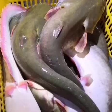 怀头鱼
