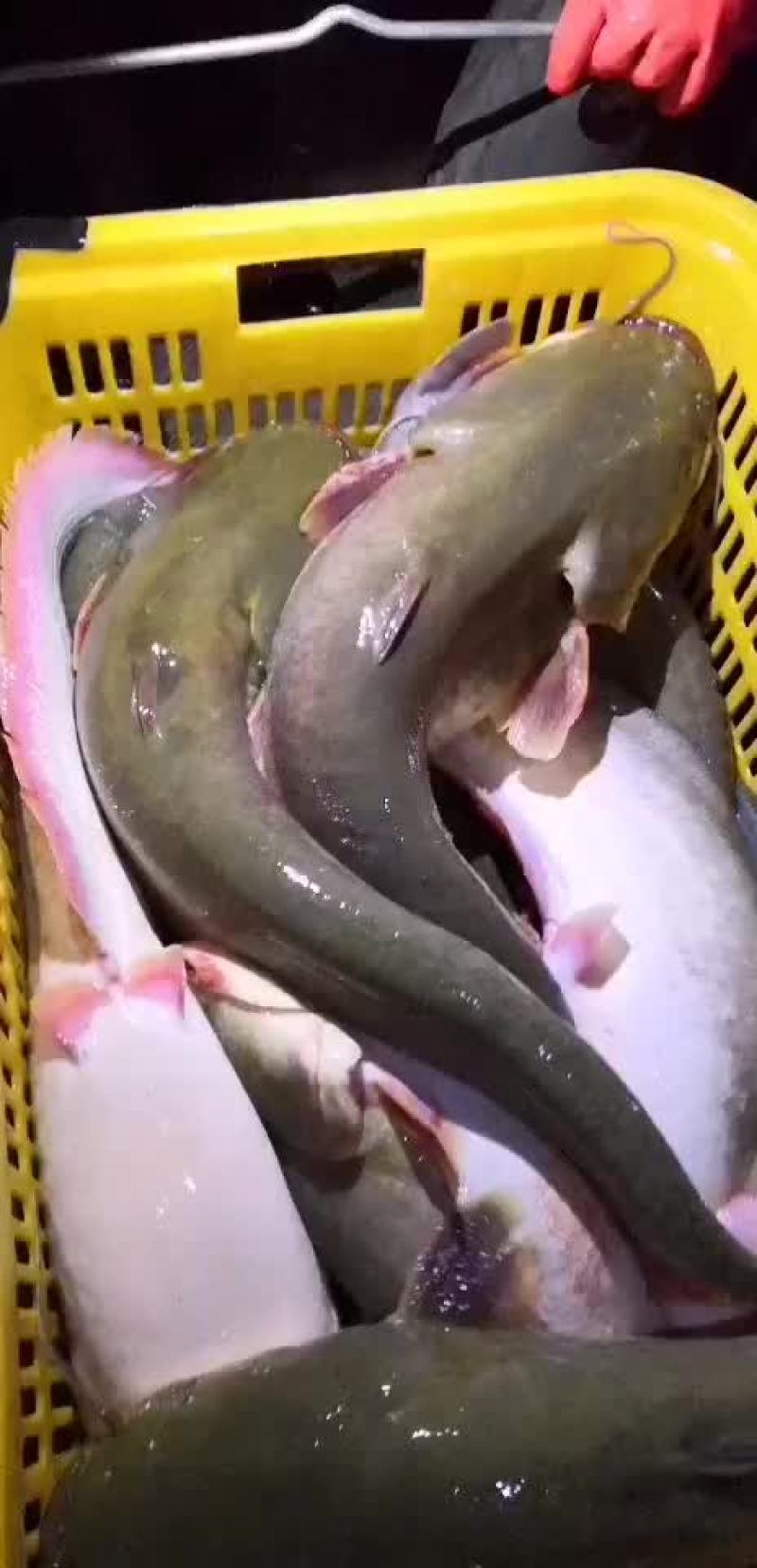 怀头鱼